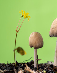 mushrooms in the grass