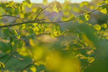 Zielone liście © Maciejka5