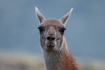Obraz premium Retratos de Guanaco, Lama Guanicoe