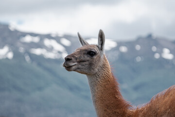Retratos de Guanaco, Lama Guanicoe