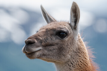 Obraz premium Retratos de Guanaco, Lama Guanicoe