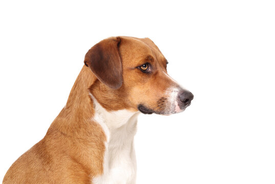 Curios dog looking sideways. Side portrait of cute brown puppy dog looking at something. Bored, waiting or longing expression. 1 year old female Harrier mix. Selective focus. Transparent background