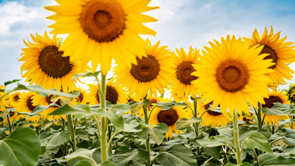 Sunflower growing in a field of sunflowers during a nice sunny summer day.