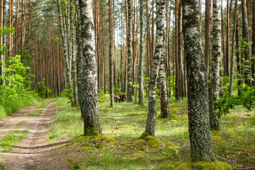 Obraz premium Beautiful mixed pine and deciduous forest, Lithuania