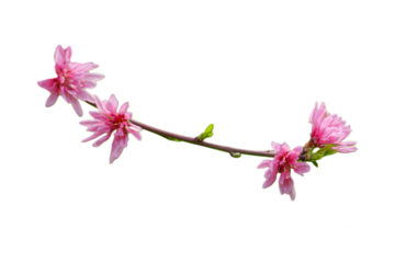 Pink prunus persic(peach blossoms) are blooming on the branches isolated on transparent background.