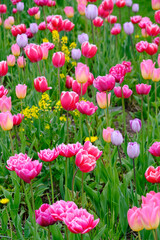 Clearing with colorful tulips.Floral summer background.
