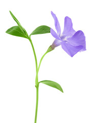 wild periwinkle flowers isolated on white background