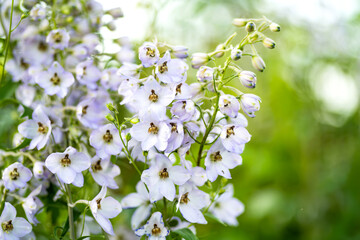 Light blue delphinium flowers blossoming on flower bed on sunny summer day.