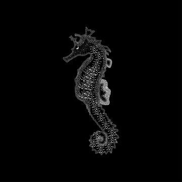 Seahorse in engraving style on a black background