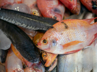 Snakehead fish (Channa striata) and red tilapia or mujair fish (Oreochromis niloticus) in the ice box