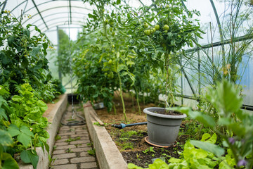 Cultivating herbs and vegetables in a greenhouse in summer season. Growing own vegetables in a homestead. Gardening and lifestyle of self-sufficiency.