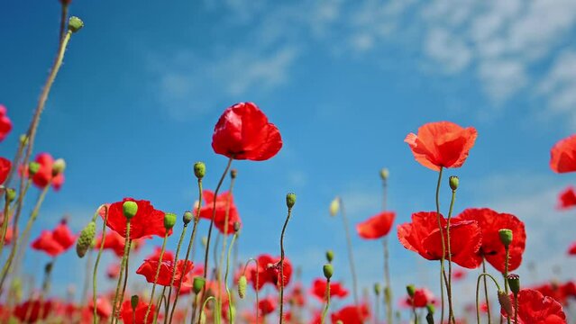 Poppy flowers against a blue sky background, slow motion 4k