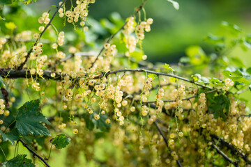 White currant berries ripening on the branch on summer day.