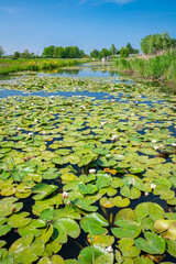 Perspective view of large leaves of waterlily plants in a canal in the Dutch landscape near Gouda, Holland