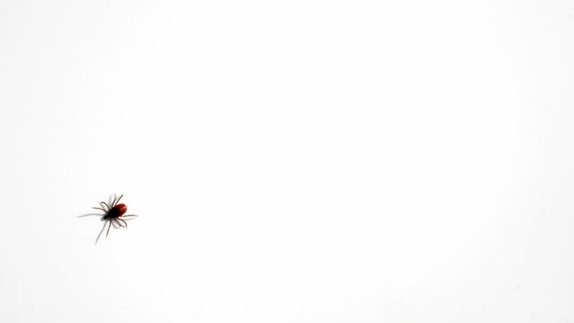 Encephalitic mite crawl on a white surface. Carrier of encephalitis and borreliosis