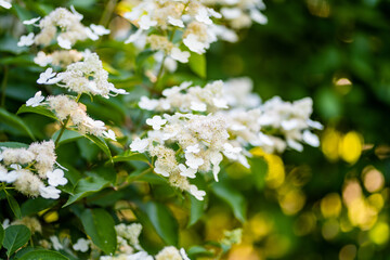 Tender flowers of hydrangea arborescens, backlit by the low evening sun in summer. Hortensia flowering in summer garden.