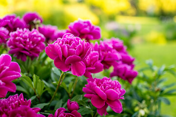 Beautiful pink peonies blossoming in the garden on summer evening.