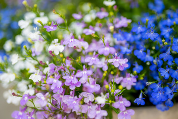 Colourful lobelia erinus flowers blossoming in a flowet pot in a garden.