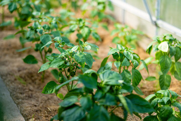 Cultivating bell peppers in a greenhouse on summer day. Growing own vegetables in a homestead. Gardening and lifestyle of self-sufficiency.