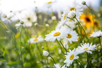 Beautiful chamomile flowers blossoming on sunny summer day. Nature scene with blooming white and yellow daisies.
