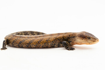 Giant blue-tongued skink lizard or Tiliqua gigas merauke isolated on white background
