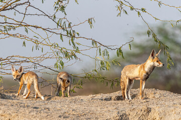 A Desert Fox family near den