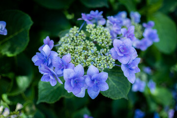 紫陽花　アップ