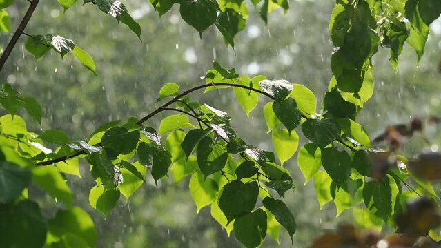 Heavy rain spills on green leaves in a forest area.
