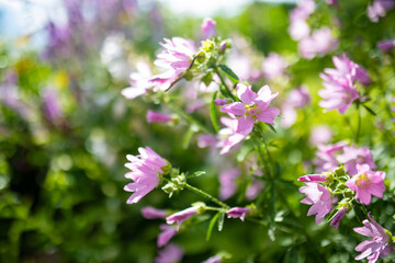 Tender pink flowers of tree mallow. Lavatera trimestris blossoming in summer garden on sunny day.