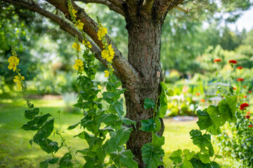 Common mullein flowers blossoming in the garden on summer day. Beautiful yellow flowers of verbascum thapus.