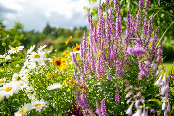 Purple loosestrife flowers blossoming in the garden on sunny summer day. Lythrum tomentosum or...