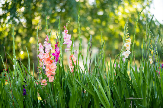 Colourful gladiolus or sword lily flowers blooming in the garden. Close-up of gladiolus flowers. Flowers blossoming in summer.