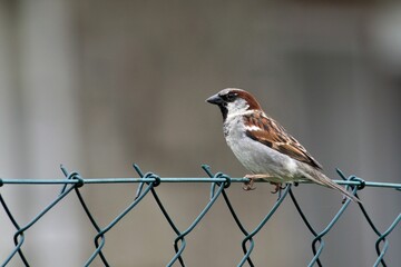 Passer domesticus aka house sparrow in his habitat residential area. Nesting near to people. Common bird in Czech republic