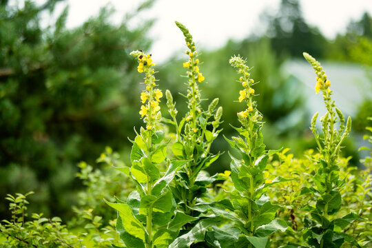 Common mullein flowers blossoming in the garden on summer day. Beautiful yellow flowers of verbascum thapus.