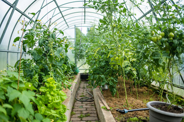 Fototapeta na wymiar Cultivating herbs and vegetables in a greenhouse in summer season. Growing own vegetables in a homestead. Gardening and lifestyle of self-sufficiency.