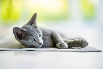 Young playful Russian Blue kitten playing by the window. Gorgeous blue-gray cat with green eyes.