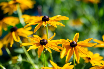 Bright yellow flowers of rudbeckia, commonly known as coneflowers or black eyed susans, in a sunny summer garden.