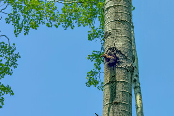 The   northern flicker (Colaptes auratus)  carries the droppings of the young from the nest cavity. It is native to most of North America ,  is one of the few woodpecker species that migrate. 