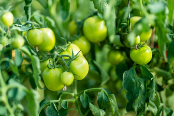 Ripening organic fresh tomatoes plants on a bush. Growing own vegetables in a homestead. Gardening and lifestyle of self-sufficiency.