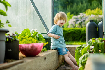 Adorable toddler boy eating fresh organic cucumber in a greenhouse on summer evening