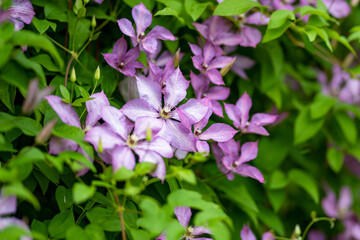 Flowering purple clematis in the garden. Flowers blossoming in summer.