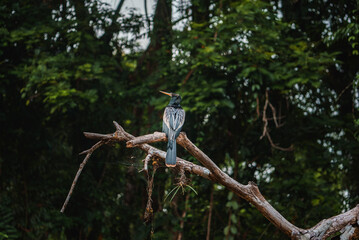 Anhinga or snakebird perching on bare tree branch at tortuguero national park, Costa Rica