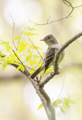An Eastern Wood-pewee bird in a tree with soft yellow background
