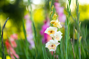 Colourful gladiolus or sword lily flowers blooming in the garden. Close-up of gladiolus flowers. Flowers blossoming in summer.