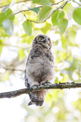 Great Horned Owl owlet