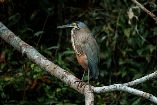 Agami heron a resident breeding bird perching on tree branch at Tortuguero National Park in Costa Rica
