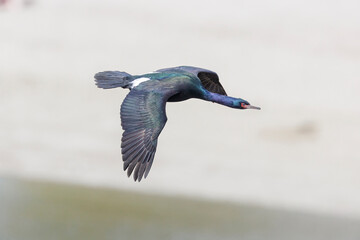 Pelagic cormorant bird