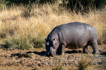 A huge hippo, photographed in the Pilanesberg National Park, South Africa.