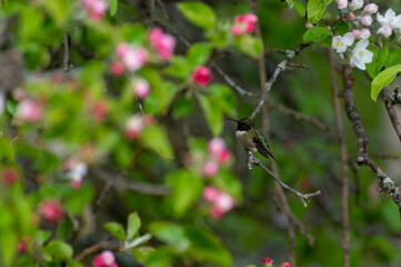 Female Ruby-throated hummingbird Archilochus colubris perched on a branch