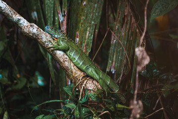Green iguana on tree branch in tropical rainforest of Tortuguero National Park in Costa Rica